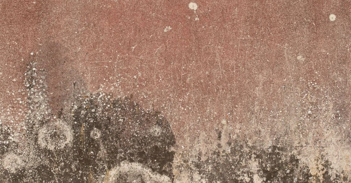 Gros plan d'un mur texturé et vieilli révélant une décomposition et une apparence rustique.
