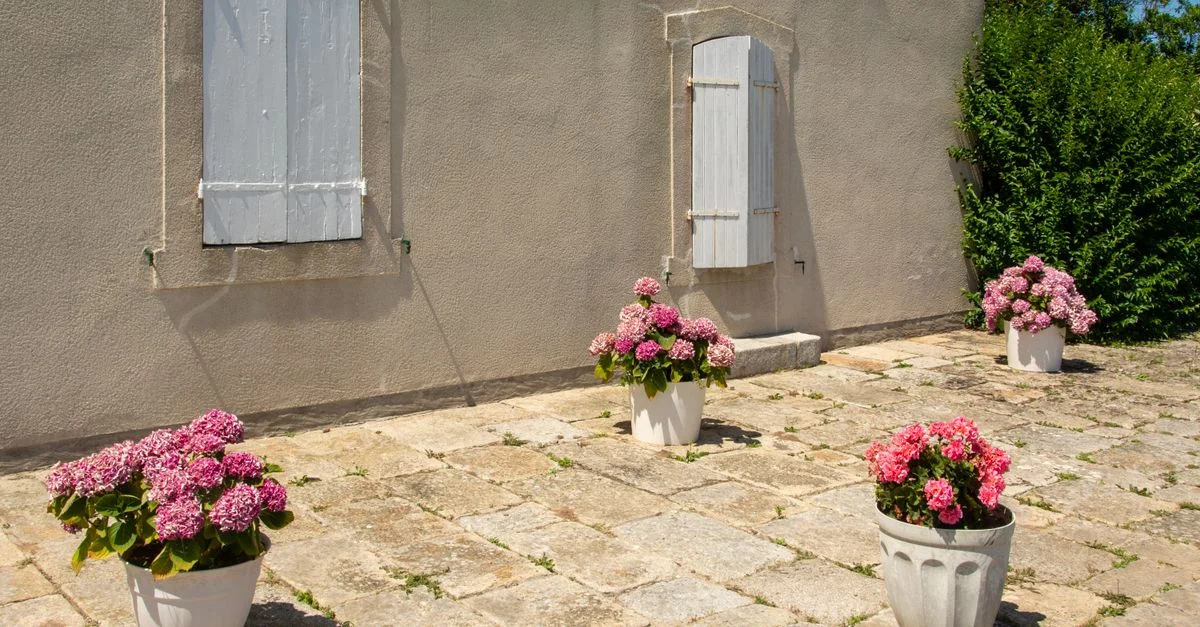 Terrasse en pierre ensoleillée avec des hortensias roses vibrants dans des pots blancs et des volets rustiques.
