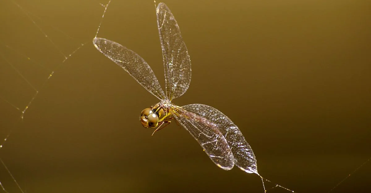 Prise de vue macro d'une libellule piégée dans une toile d'araignée, mettant en valeur ses ailes délicates.