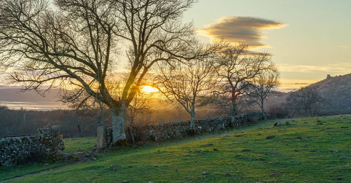Une scène rurale tranquille capturant le coucher de soleil à travers des arbres dépouillés et une clôture en pierre.