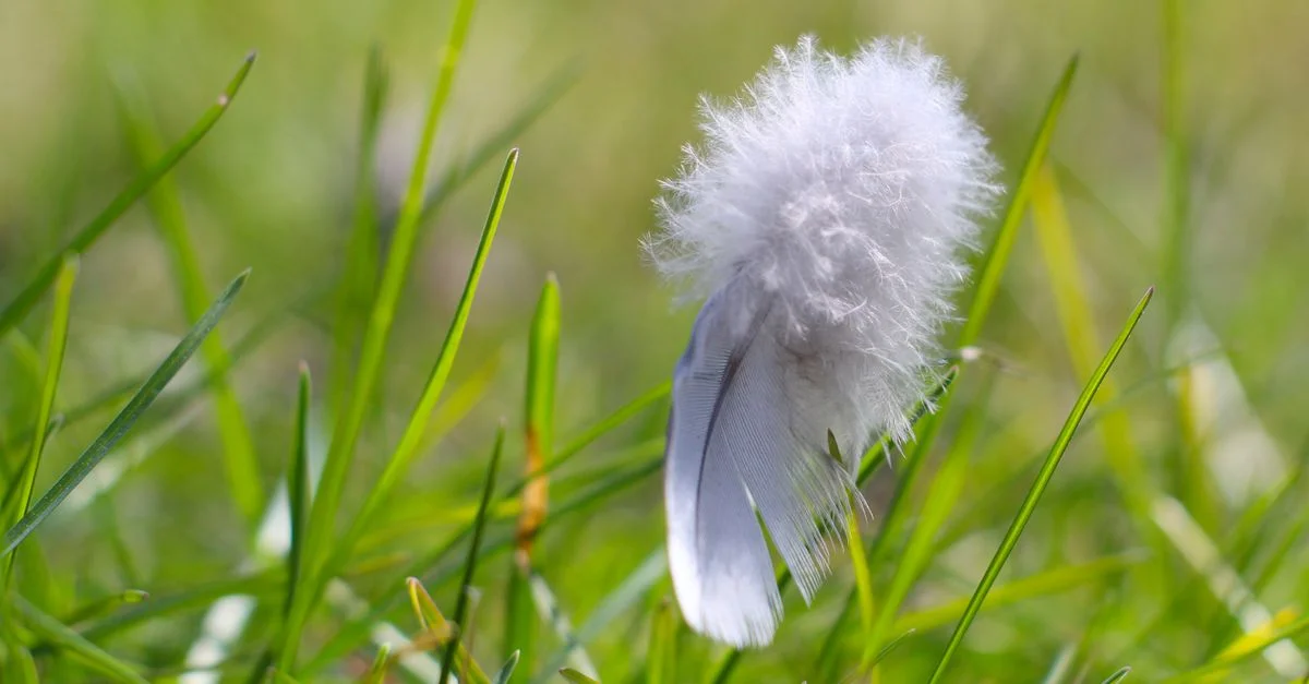 Plume délicate reposant sur une herbe verte vibrante, évoquant un sentiment de tranquillité naturelle.