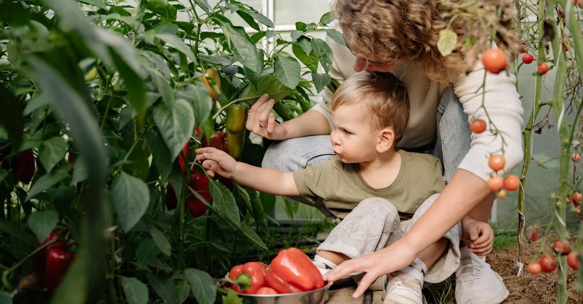 Une mère et son jeune fils récoltant des poivrons et des tomates dans un jardin luxuriant en serre.