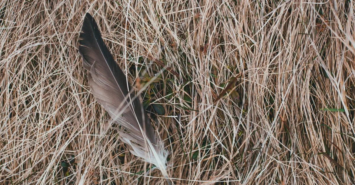 Un gros plan détaillé d'une plume sur de l'herbe brune sèche en extérieur.