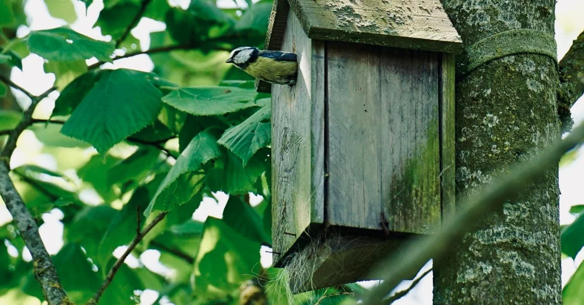 Une mésange bleue jette un coup d'œil hors d'un nichoir en bois entouré d'un feuillage vert luxuriant.