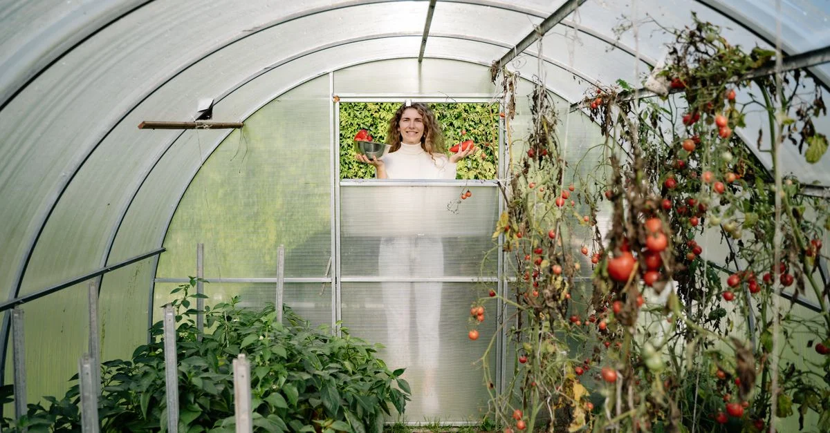Jardinier femme tenant des tomates fraîches dans une serre. Agriculture durable et jardinage biologique.