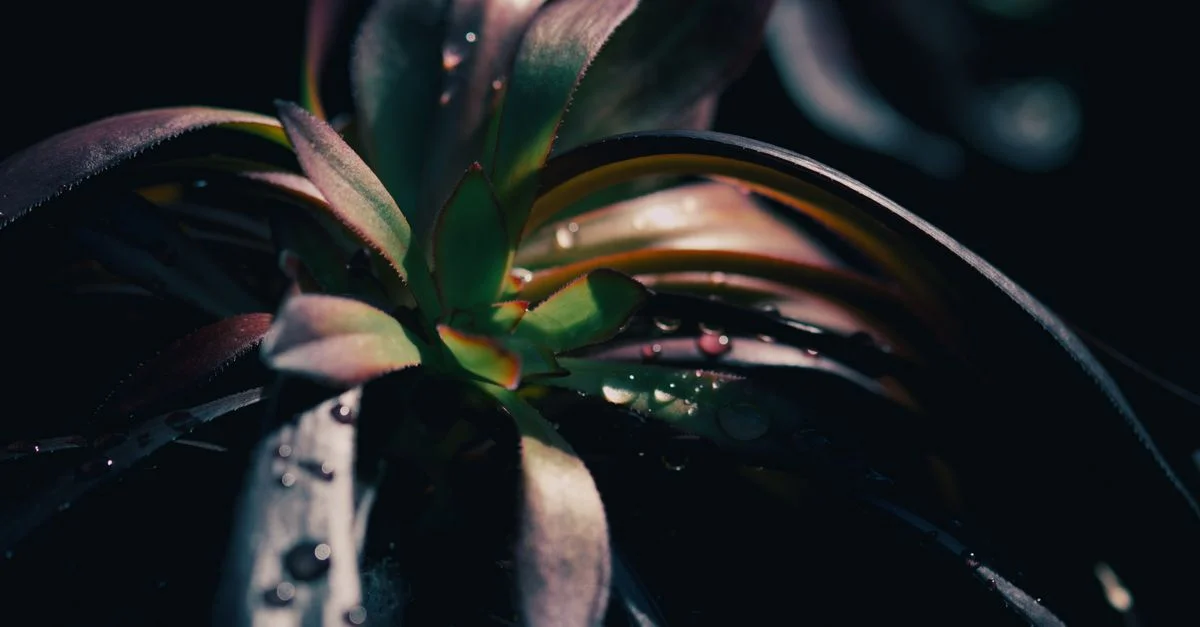Gros plan d'une plante succulente couverte de rosée, capturée dans une lumière douce et tamisée pour un effet spectaculaire.